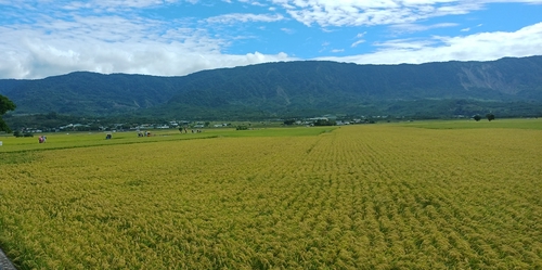 池上伯朗大道😆😆金黃稻田