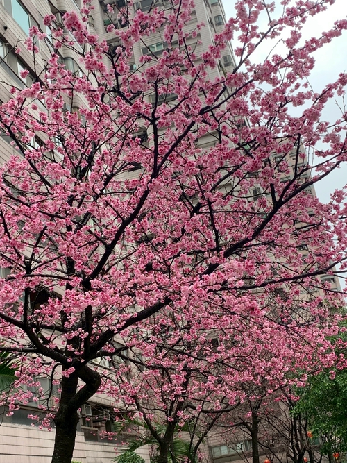 ‘覺醒’的櫻花🌸