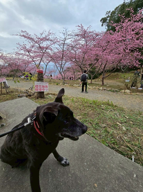 PRO狗神守護寶山二集團櫻花公園