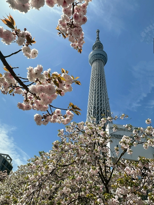 晴空櫻花🌸