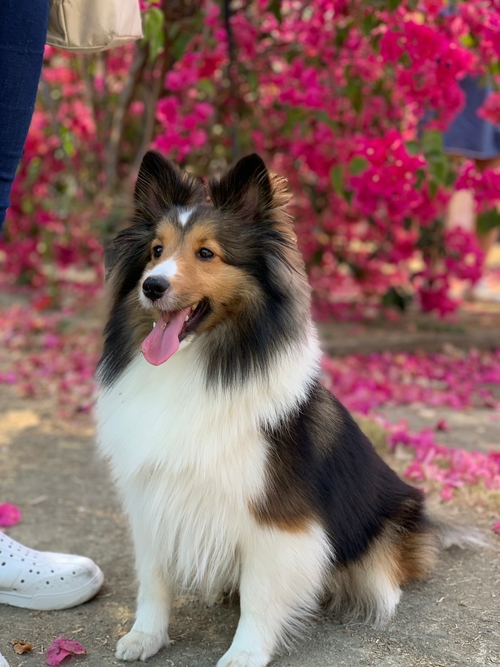 賞花趣🌸