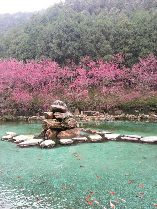 Yīnghuā ＆魚