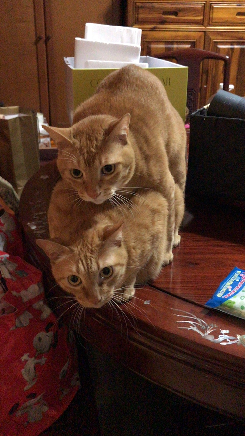 我不想說什麼..勉為騎男