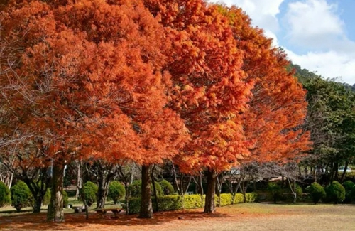 紅
