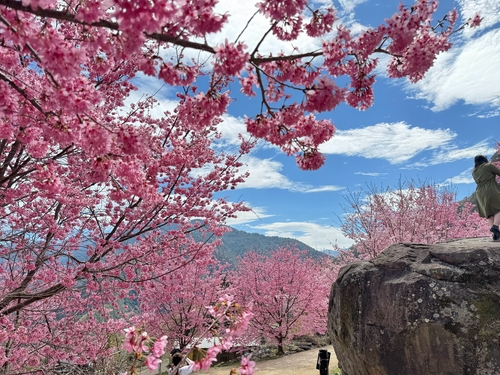 尖石遇見櫻花