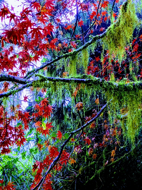 歲月染紅的太平山