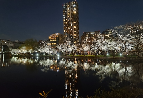 不忍池夜櫻