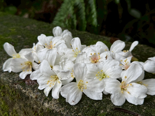 四月雪油桐花
