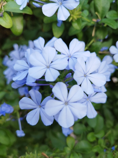藍雪花