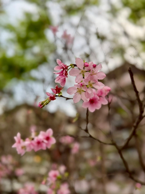 櫻花