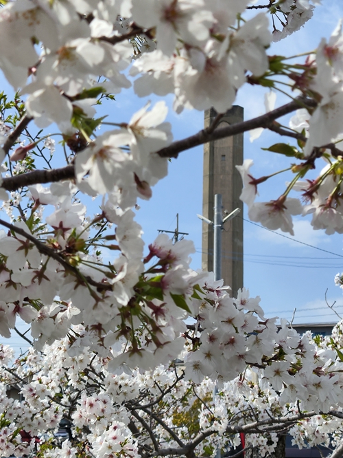 佐賀私房賞櫻景點-神野公園