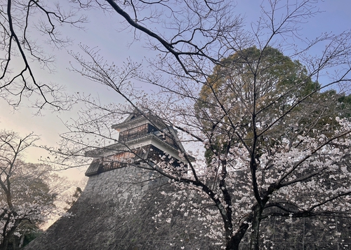 《 春日漫步九州；與櫻花來場唯美邂逅 》