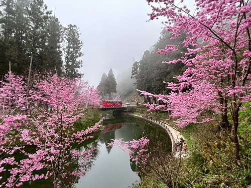 朦朧的杉林溪畔傍櫻花