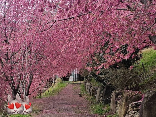 超美櫻花🌸步道