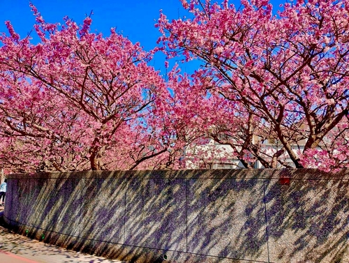 日櫻倒影美~🌸