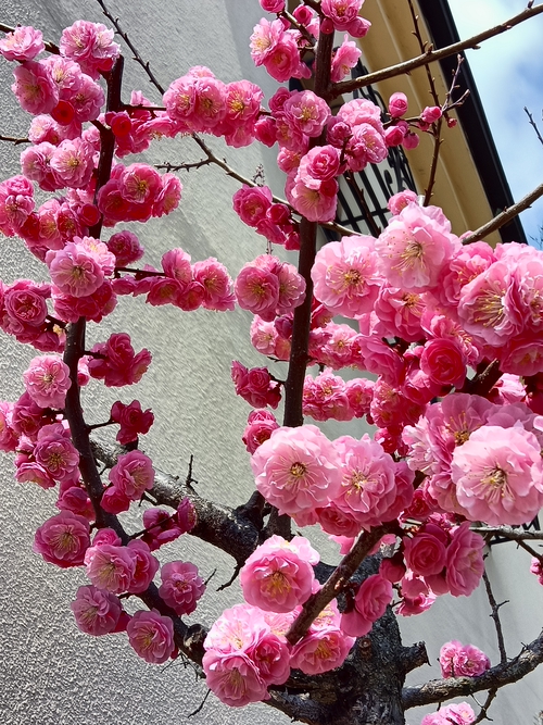櫻花