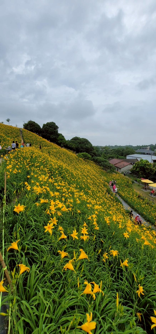 彰化虎山嚴金針花