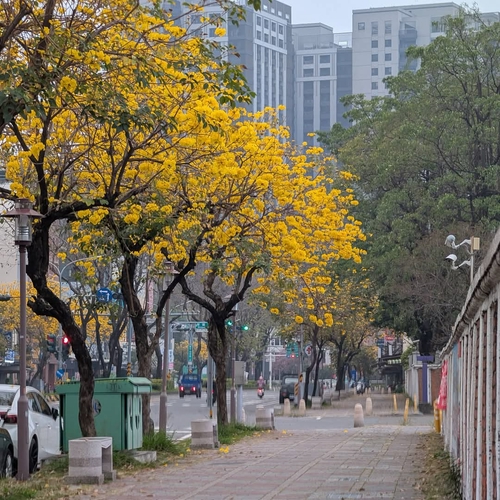 林森路也蠻多黃金風鈴木開花了