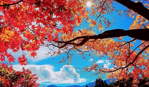 福壽山農場🍁美景