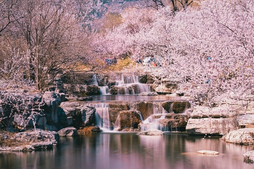 溪畔櫻花