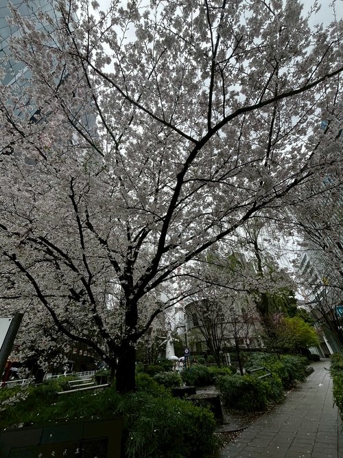 銀（座）櫻