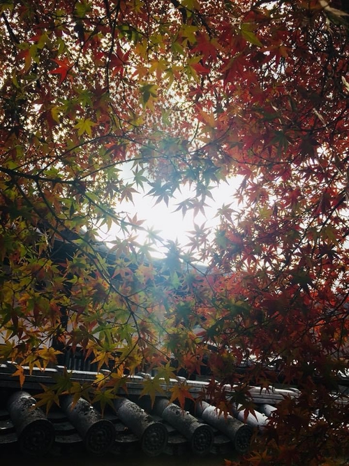 楓紅了