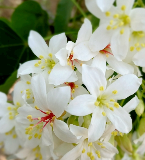 油桐花滿開了~🤩🤩🤩