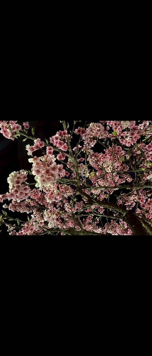 每年必來賞櫻