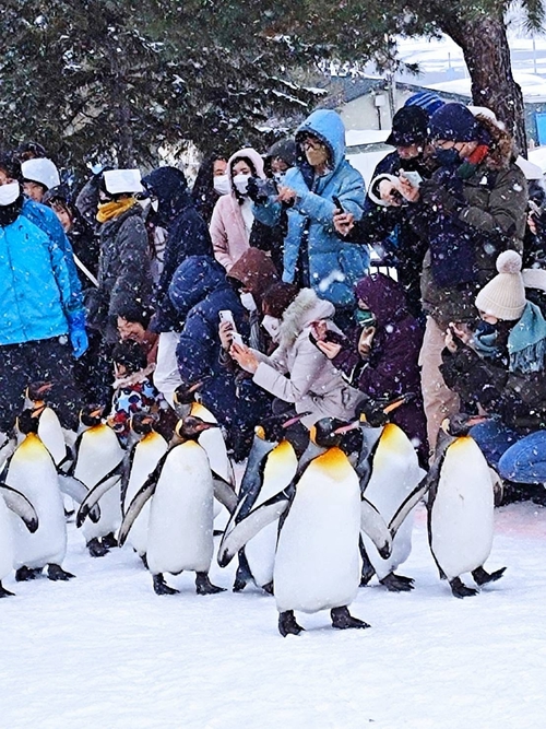 雪地的企鵝們