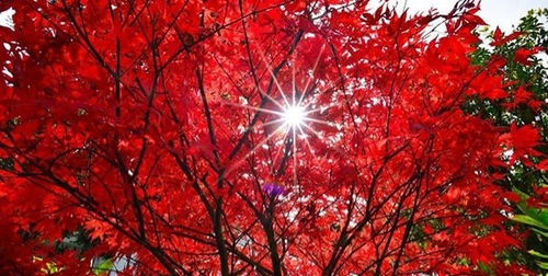 楓葉紅了❤️