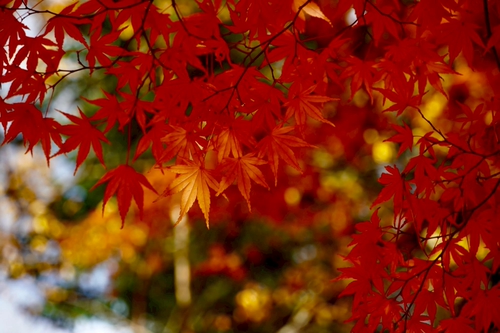 清水寺