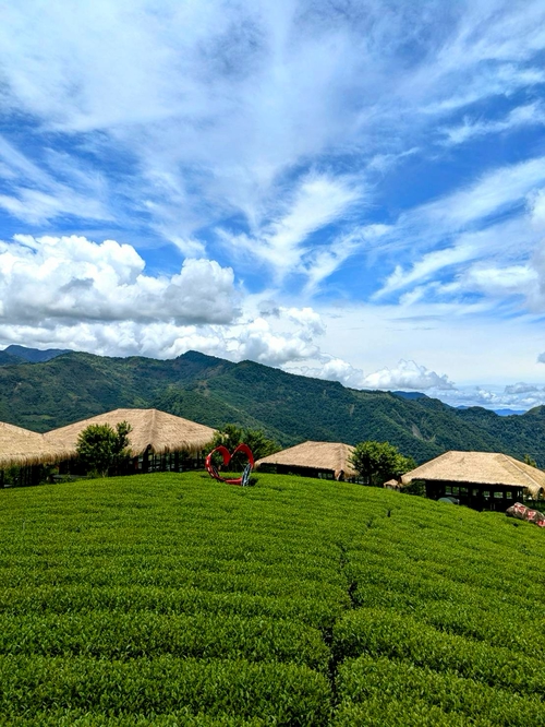 阿里山茶園。夏日的畫布