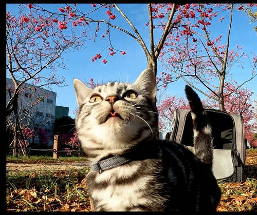 Hello春光大震驚