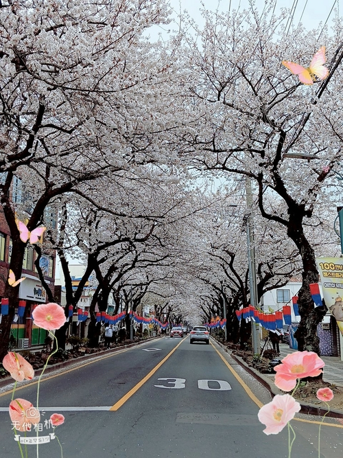 濟州典農路櫻花節