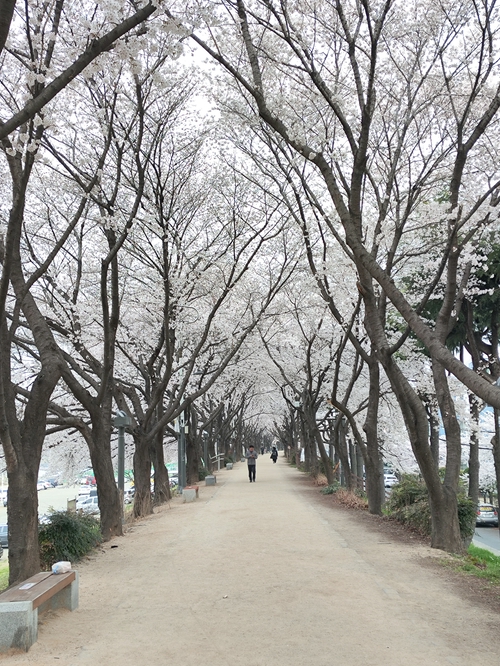 大邱私房賞櫻景點-枝底洞櫻花隧道