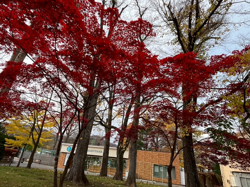 真的很紅