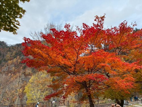 北海道楓樹