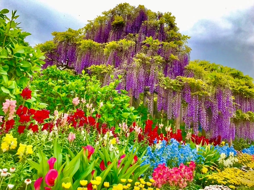百花齊放