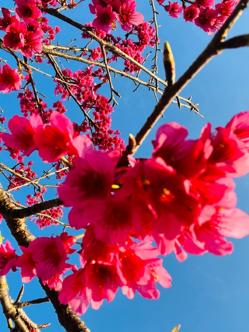 超美櫻花🌸