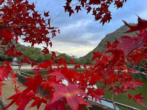 楓景♡風景